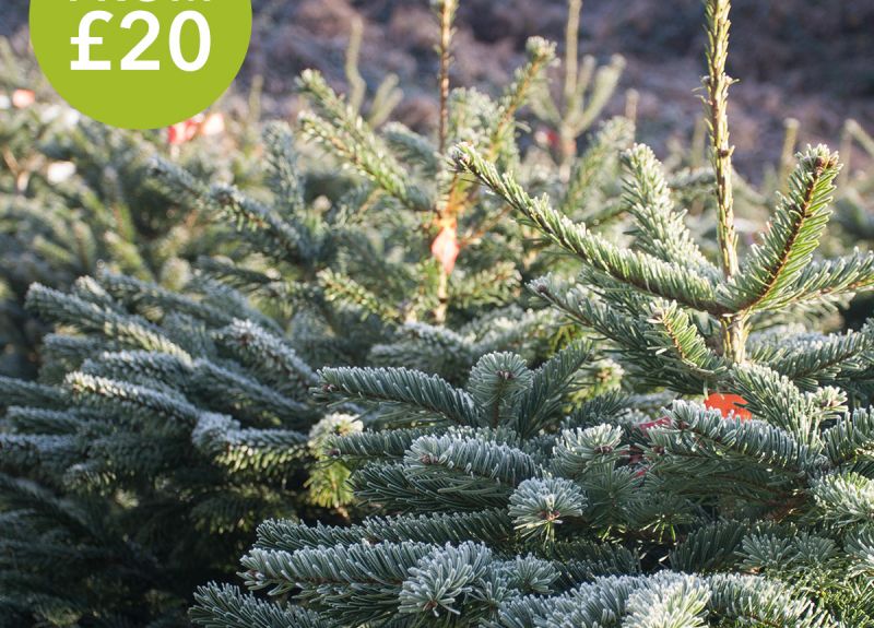 Christmas trees at The Old School Nursery garden centre