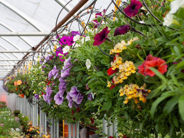 Some of our custom planted hanging baskets ready for collection