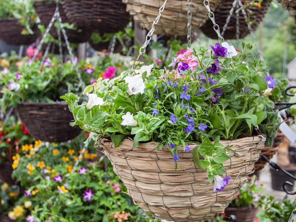 Wicker hanging baskets from just £10
