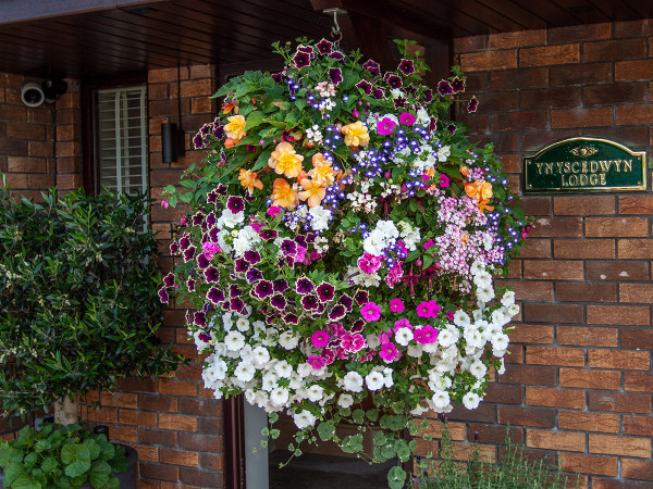 An Old School Nursery custom basket in full bloom!