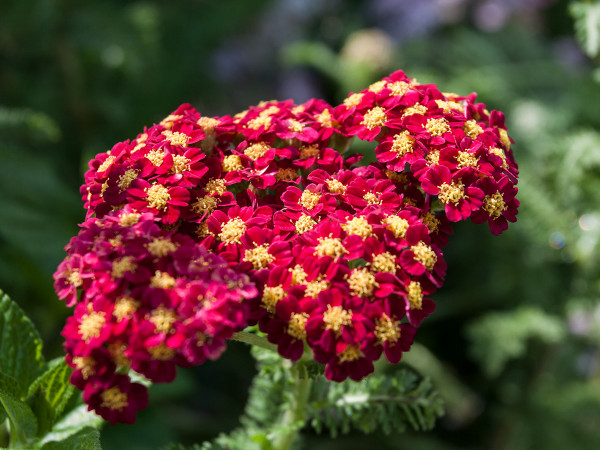 Quality perennials at great prices - Yarrow
