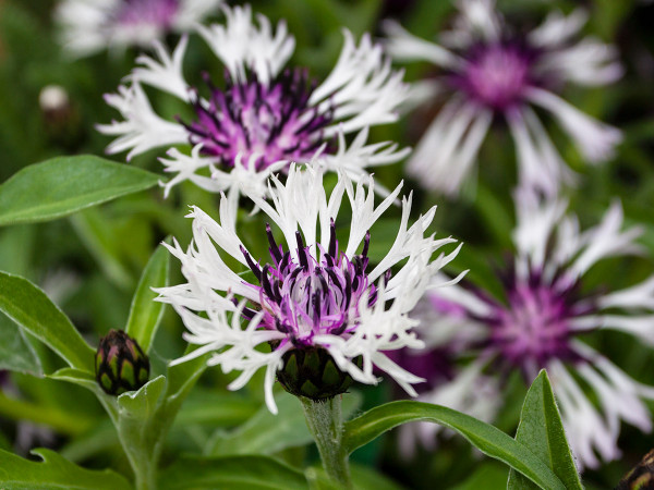 Quality perennials at great prices