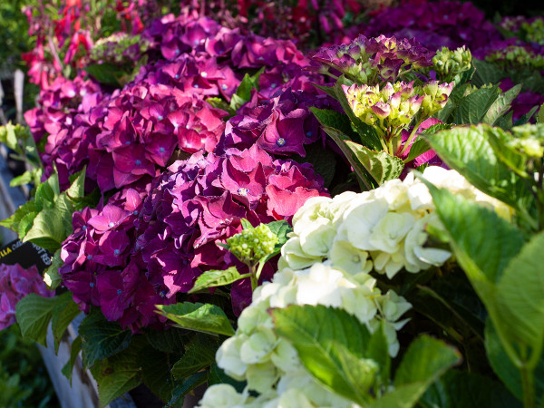 Quality perennials at great prices - Hydrangea
