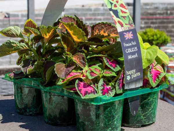 Quality coleus bedding plants at The Old School Nursery