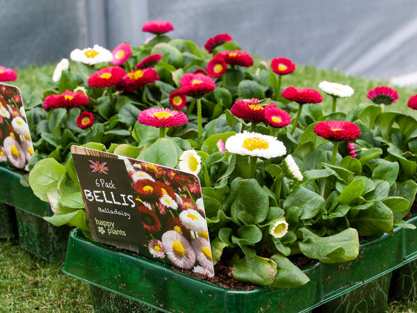 Quality bedding plants at The Old School Nursery - Bellis