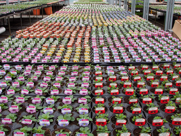Quality bedding plants grown in-house at The Old School Nursery