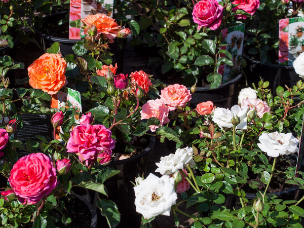 Quality perennials at great prices - Roses