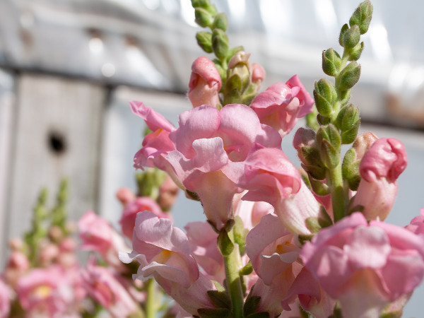 Quality perennials at great prices - Snapdragon