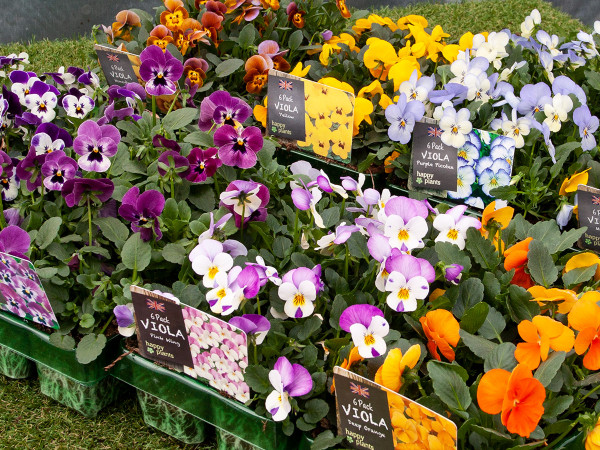 Quality bedding plants like these violas at The Old School Nursery