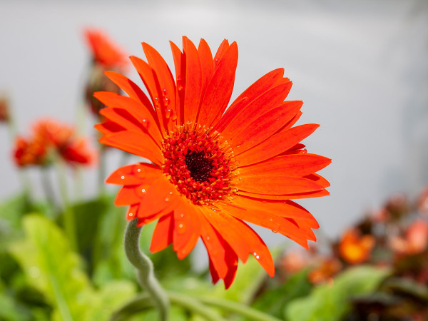 Quality perennials at great prices - Gerbera