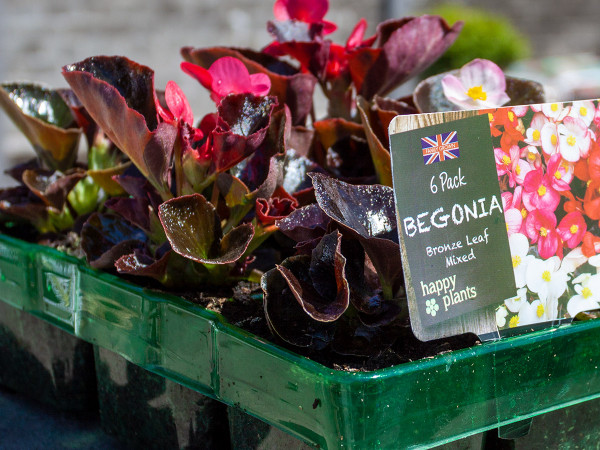 Quality begonia bedding plants at The Old School Nursery