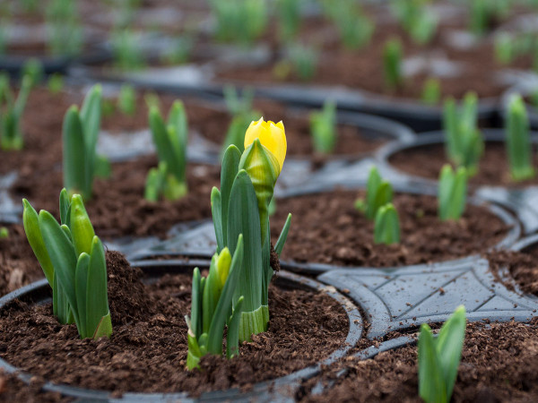 Spring sees our daffodil bulbs start to push through