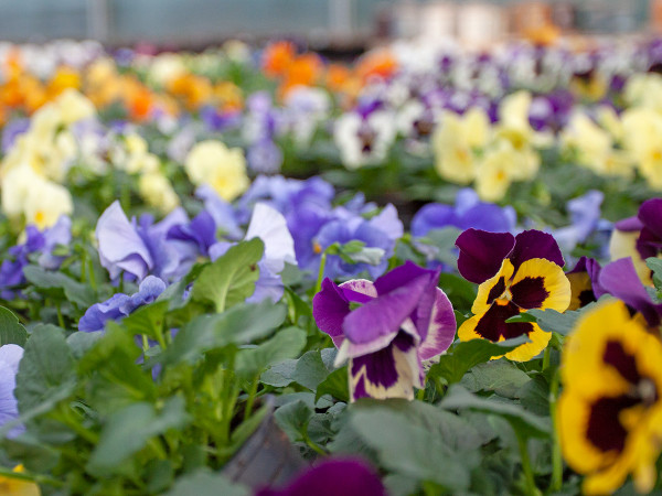 Autumn and the pansies just keep flowering!
