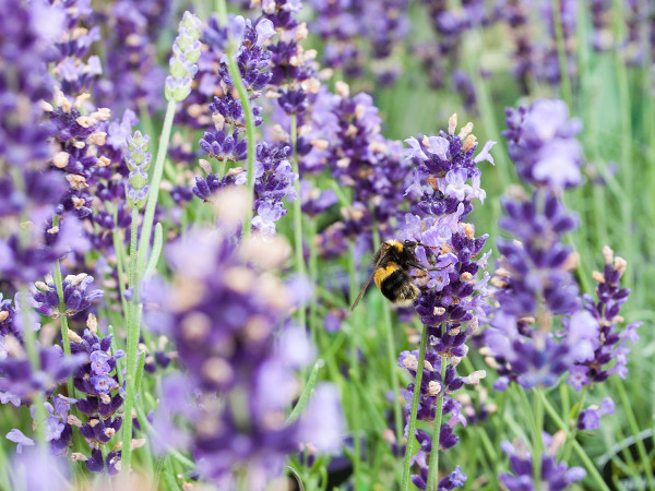 The bees always find a good supply of nectar at The Old School Nursery