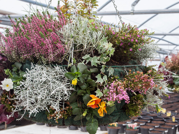 Our winter hanging baskets bring life to a potentially barren season.
