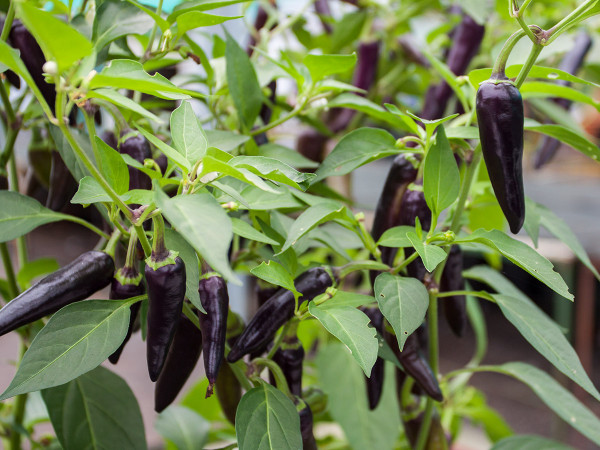 Fruit and veg plants (like these chillies) start to produce crops
