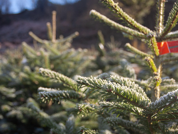 Real, top quality, Nordmann fir Christmas trees. Ho ho ho!