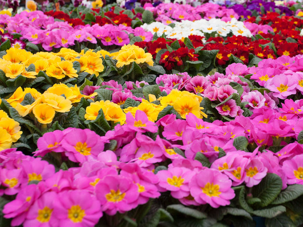 Primroses bring awesome Spring colour