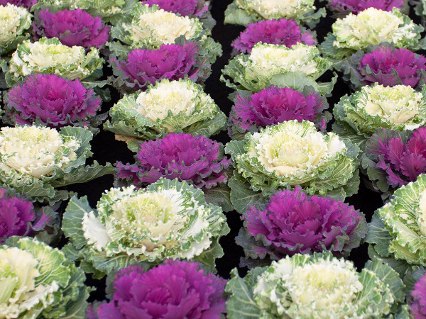 Amazing foliage on these ornamental cabbages.