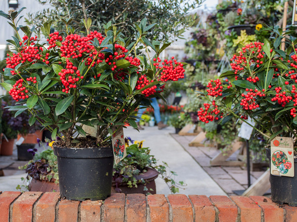 Skimmia japonica has amazing Winter colour with its red berries.