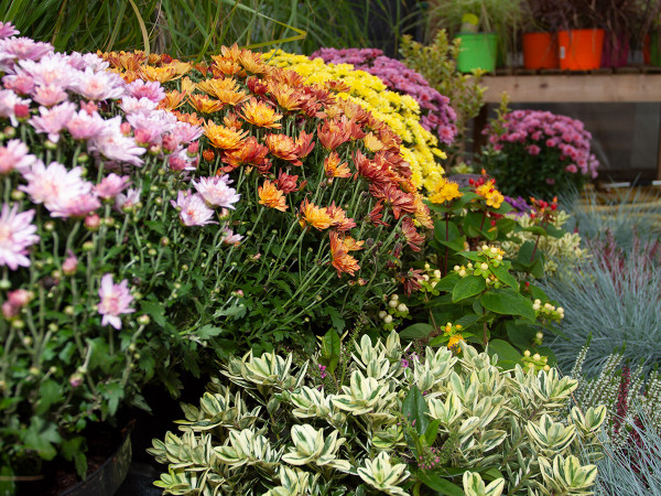 Autumn colour in all shapes and sizes at The Old School Nursery