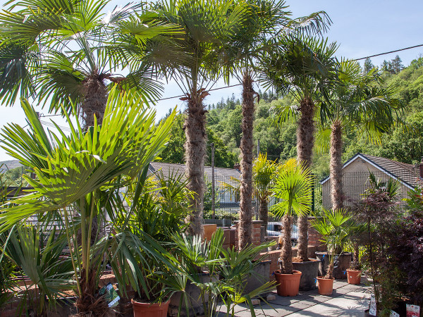 Imposing Palm Trees to bring the mediterranean into your garden