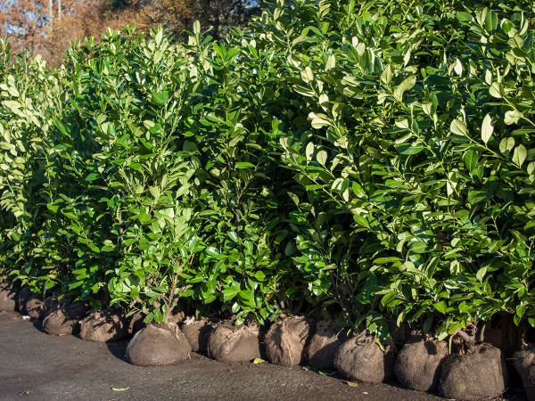 Laurel hedging for privacy and shelter
