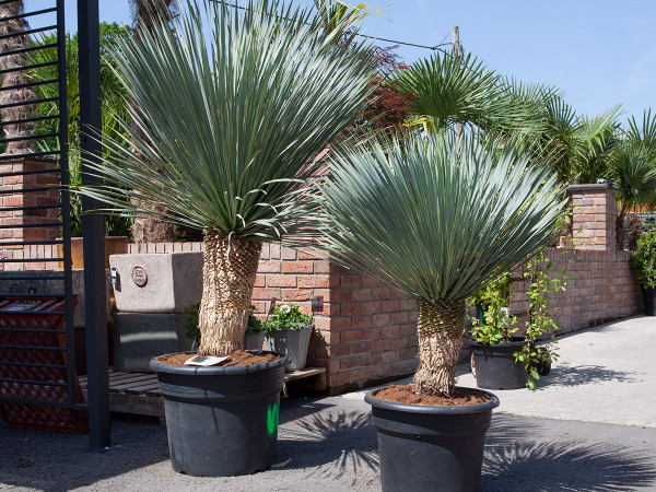 Impressive Yucca Rostrata plants
