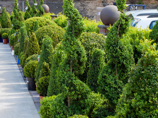 Buxus hedging in many shapes and sizes.