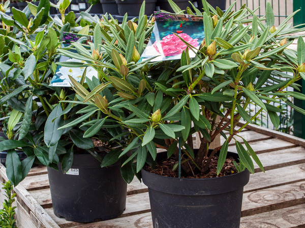 Rhododendrons from small to large mature specimens