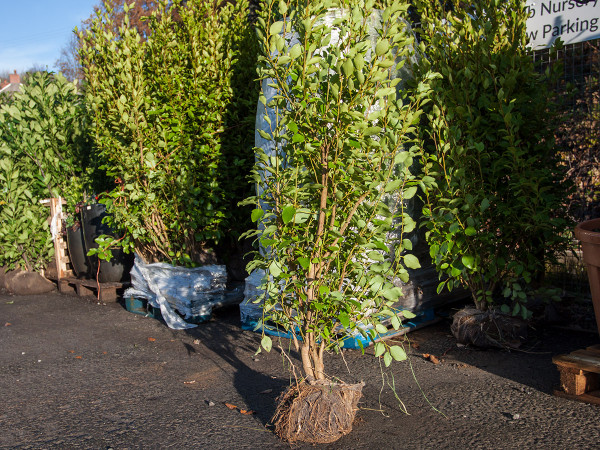 Griselinia hedging, hardy and perfect for coastal situations