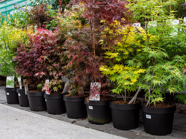 Acers, or Japanese Maples, in many sizes and colours