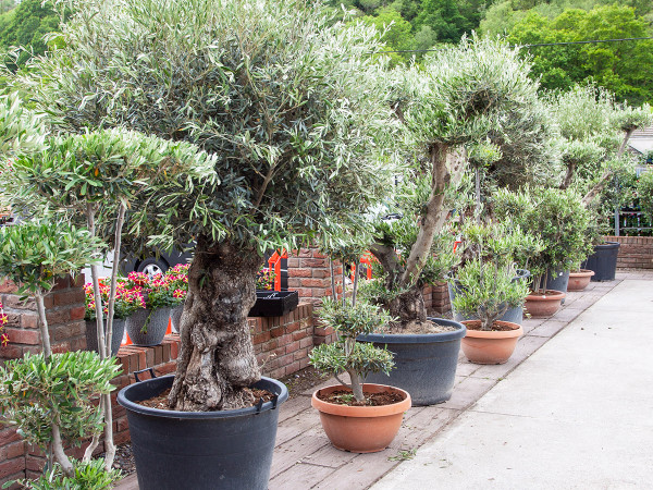 Olive trees from small pom-poms to huge, mature specimens.