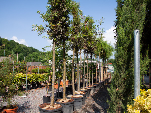 A great selection of trees on-site and for custom orders.