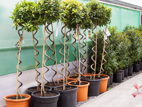 Architectural spiral bay trees