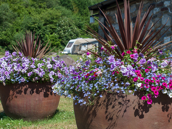 The campsite at Dan-yr-ogof Show Caves of Wales has large pots, full of colour.