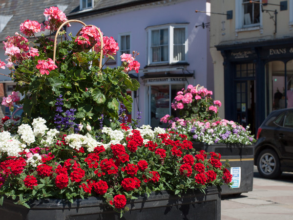 Brecon town centre; full of plants from The Old School Nursery and Garden centre