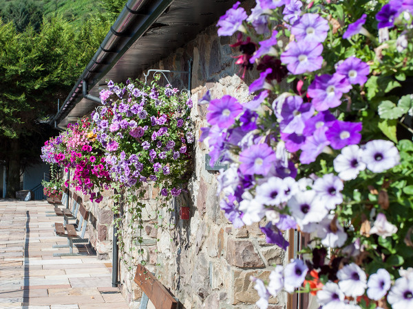 On-site accommodation at Dan-yr-ogof Show Caves is a vision with these hanging baskets.